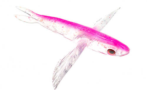 Ballistic Flying Fish 8in Un-rigged Pink Model: Bff-piu