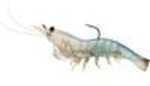 LT RIGGED SHRIMP 3" WHITE