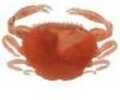 Berkley Gulp Alive Crab Pint 2In New Penny Fleck Md#: GAPPC2-NPFL