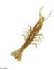 Z-Man Scented Shrimp 3In 5Pk Houdini Md#: SSHRP3-267Pk5
