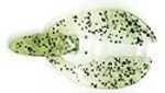 Netbait Paca Chunk Sr. 5bg Chartreuse Shad Md#: 37232